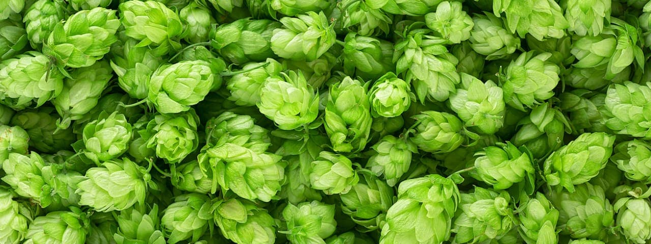 Hop cones, which are high in beta-caryophyllene